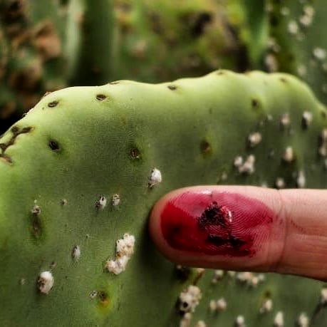 Grana cochinilla recolectada a mano en nopal